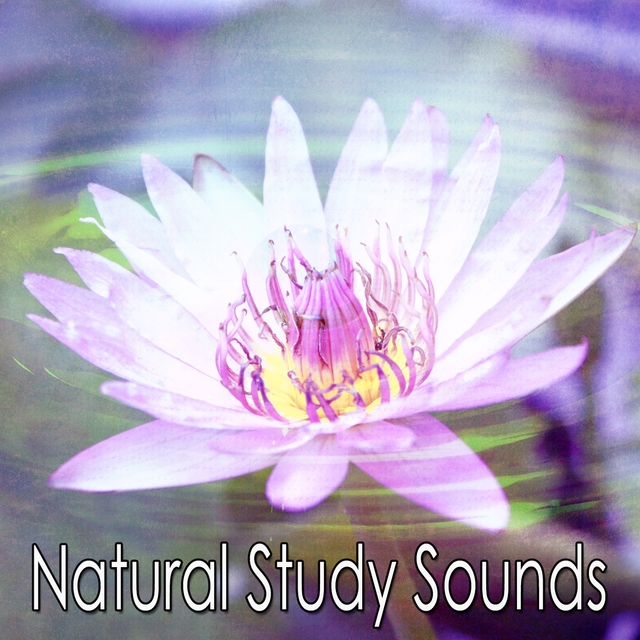 Natural Study Sounds