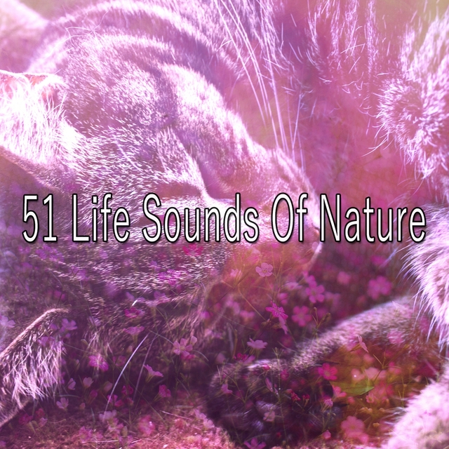 Couverture de 51 Life Sounds Of Nature