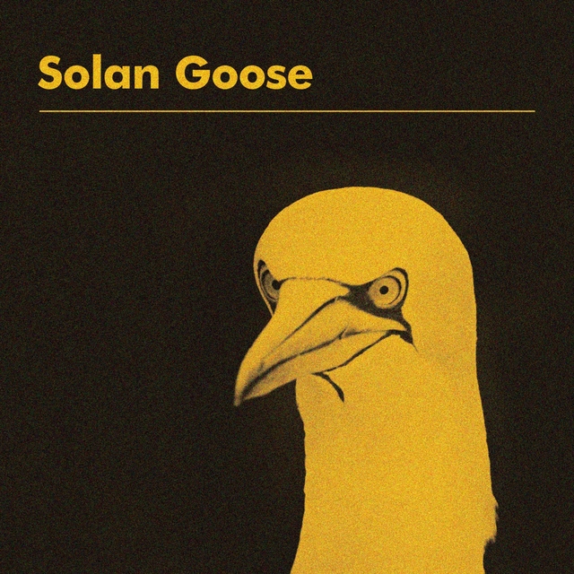 Solan Goose