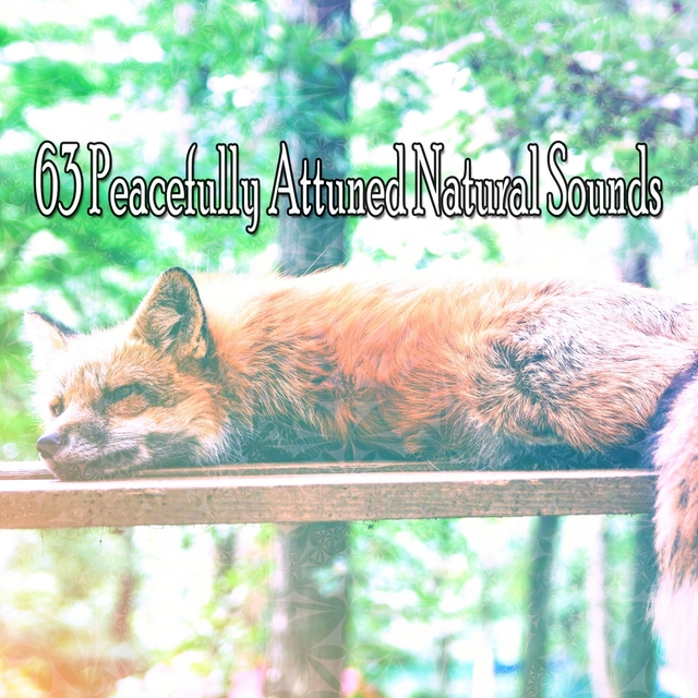 63 Peacefully Attuned Natural Sounds