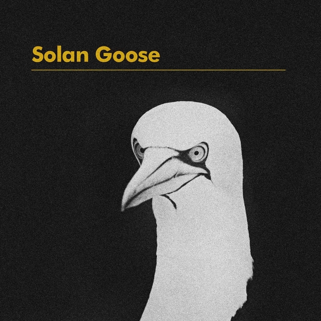 Solan Goose