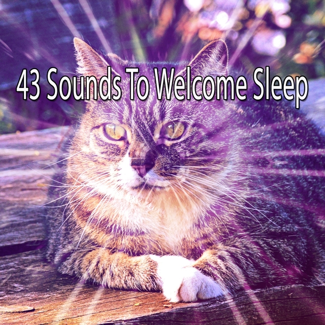 Couverture de 43 Sounds To Welcome Sleep