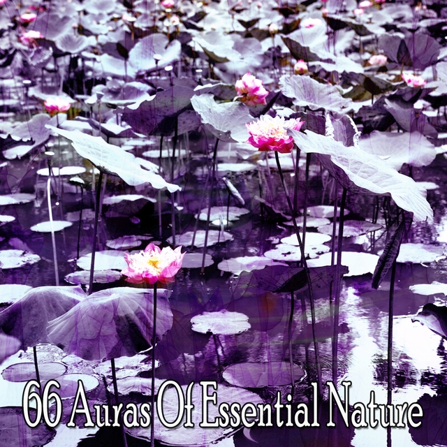 66 Auras Of Essential Nature