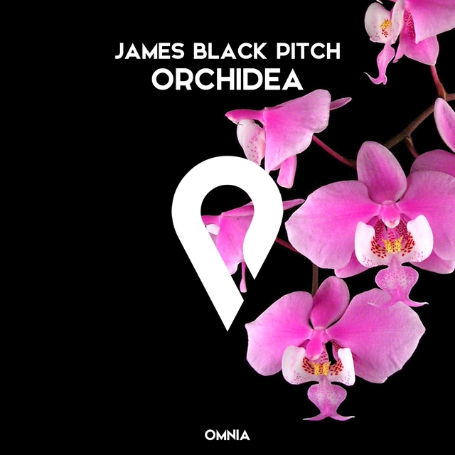 Orchidea