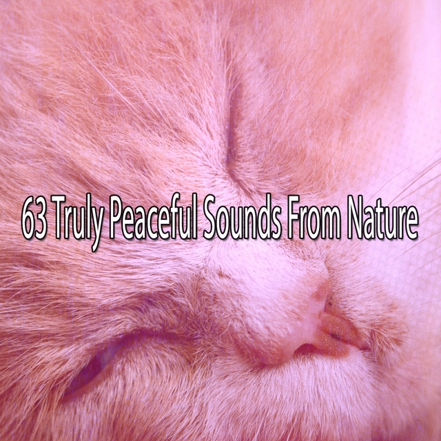 Couverture de 63 Truly Peaceful Sounds From Nature