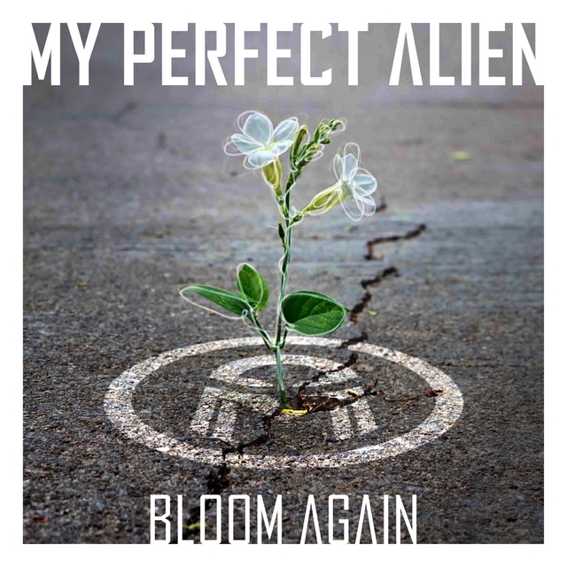 Bloom Again