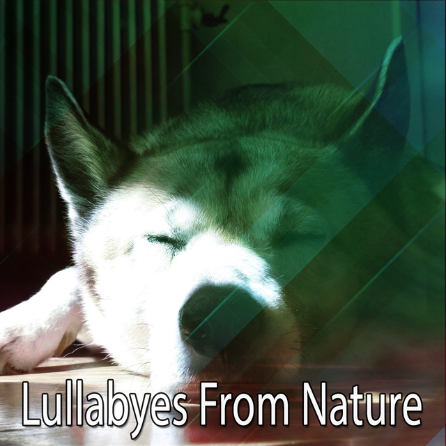 Couverture de Lullabyes From Nature