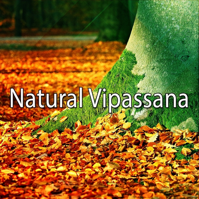 Couverture de Natural Vipassana 