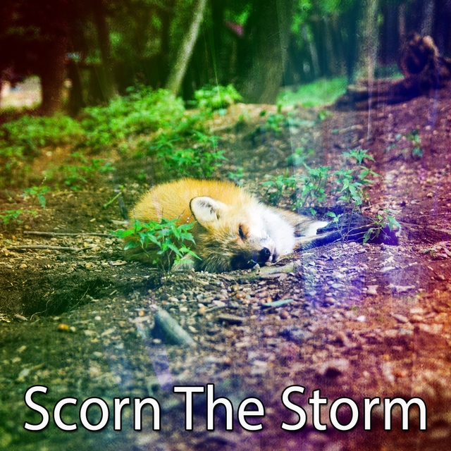 Scorn The Storm