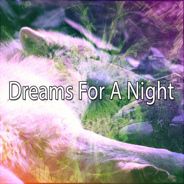 Dreams For A Night