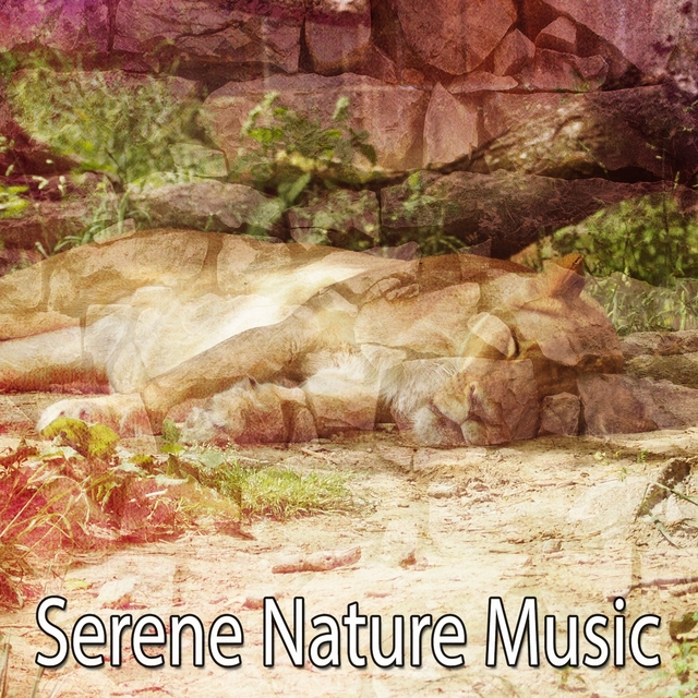 Couverture de Serene Nature Music