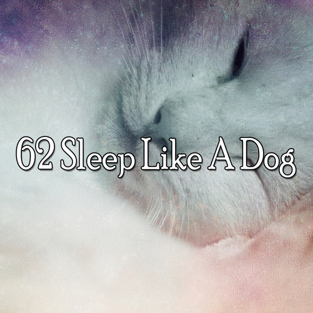 62 Sleep Like A Dog