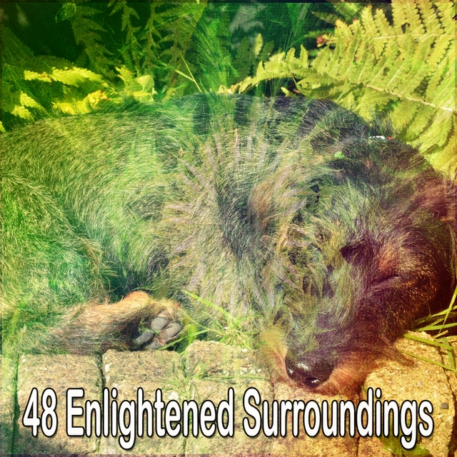 48 Enlightened Surroundings