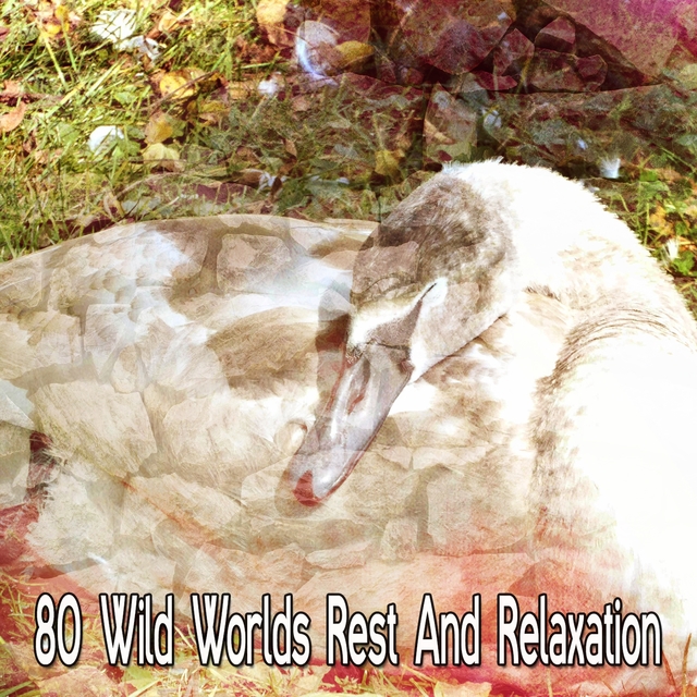 Couverture de 80 Wild Worlds Rest And Relaxation