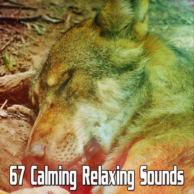 Couverture de 67 Calming Relaxing Sounds