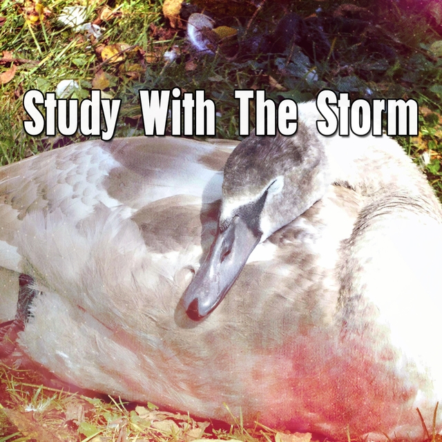 Study With The Storm