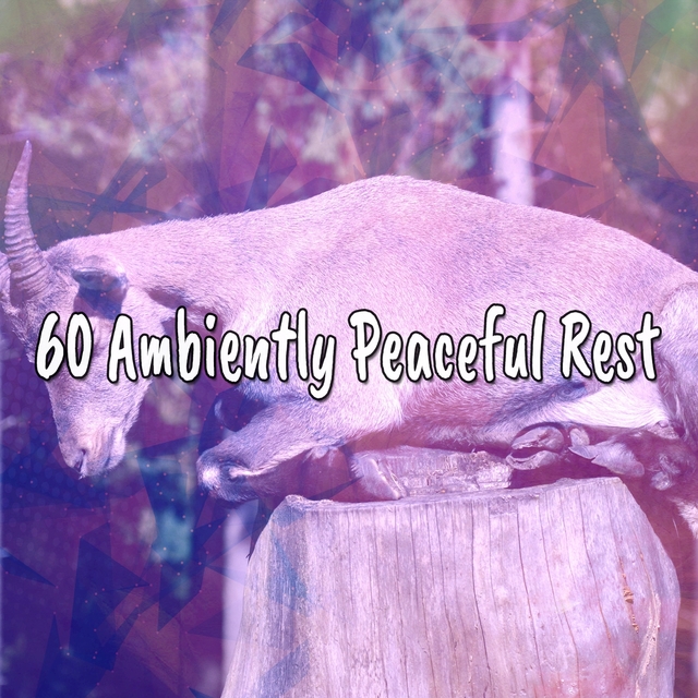 60 Ambiently Peaceful Rest