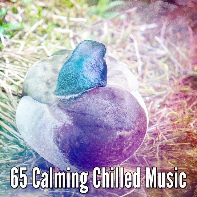 65 Calming Chilled Music