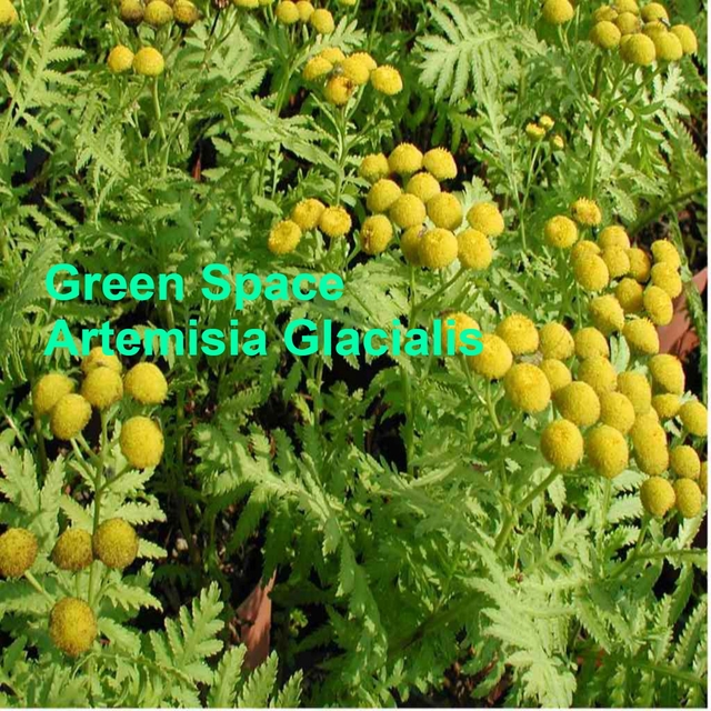 Artemisia glacialis