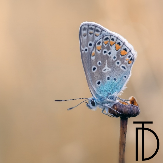 Getupfter kleiner Schmetterling