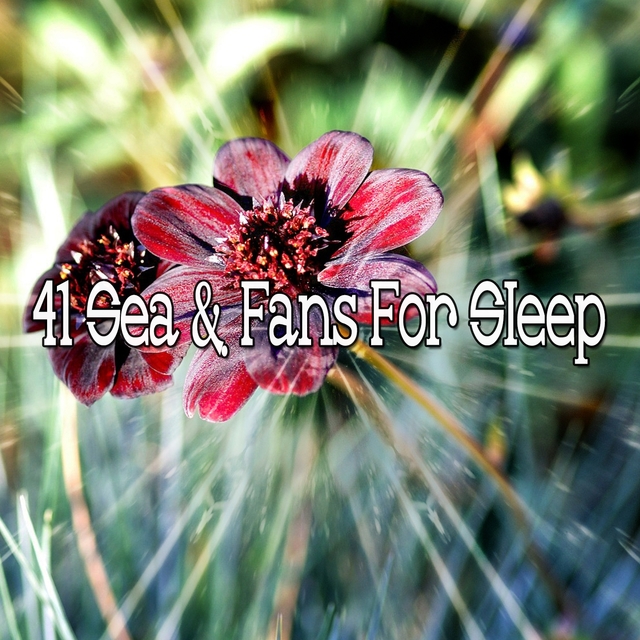 41 Sea & Fans for Sleep