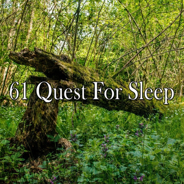 61 Quest for Sleep