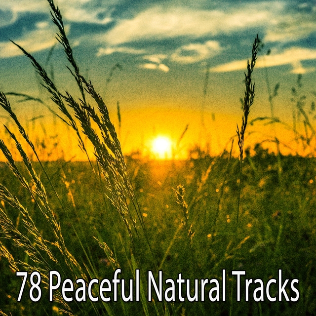 78 Peaceful Natural Tracks