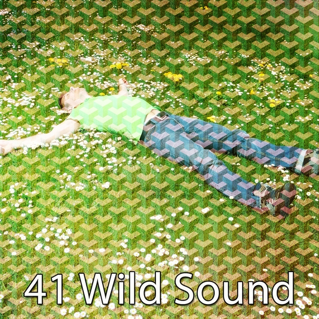 41 Wild Sound