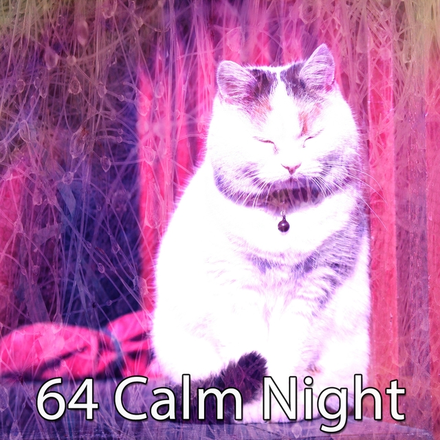 64 Calm Night