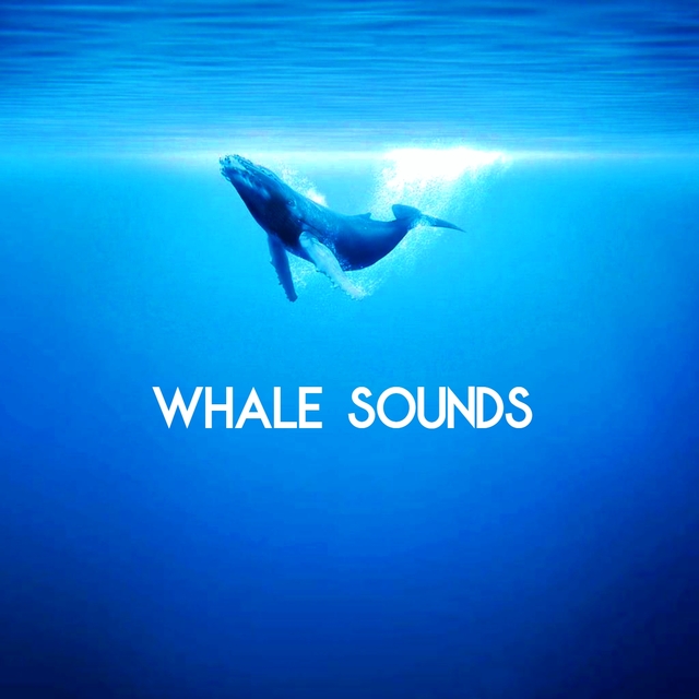 Couverture de Whales Sounds - For Meditation