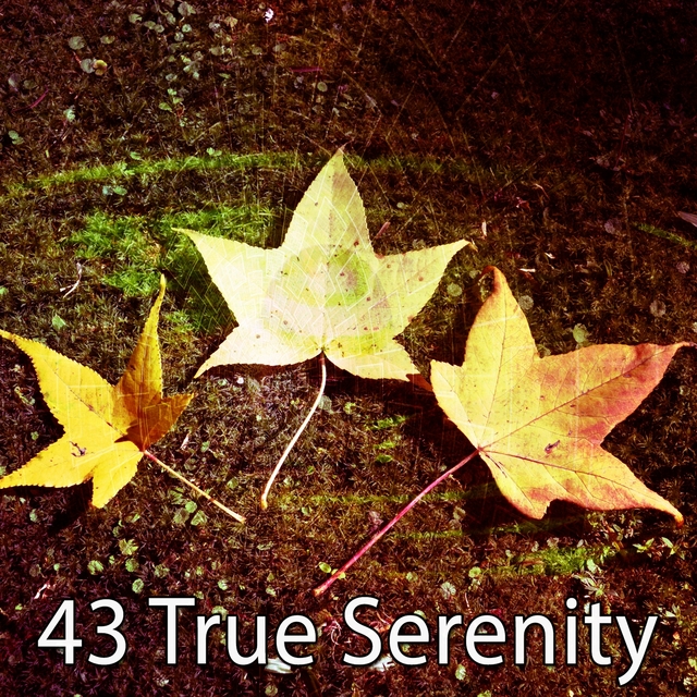 43 True Serenity