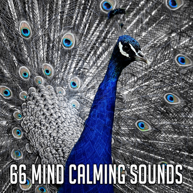 66 Mind Calming Sounds