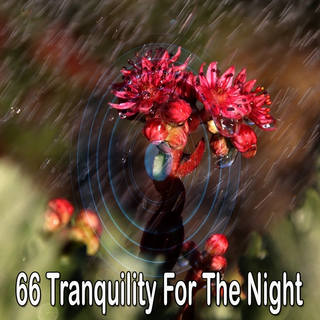 66 Tranquility for the Night