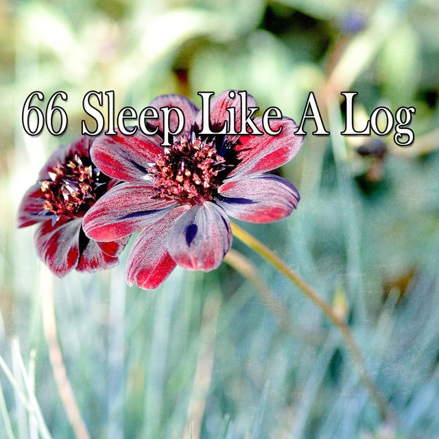 66 Sleep Like a Log