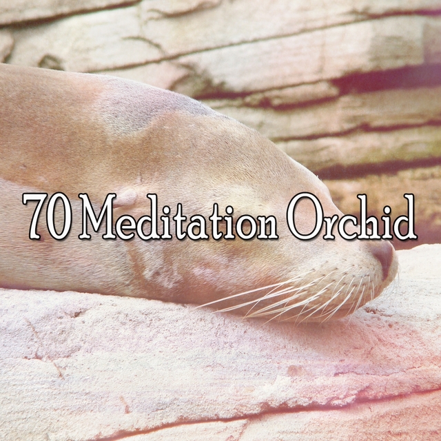 70 Meditation Orchid