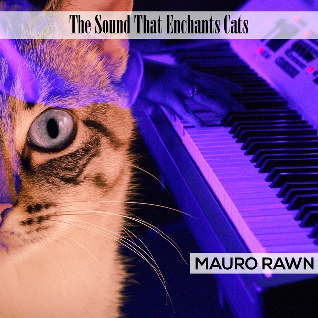 The Sound That Enchants Cats