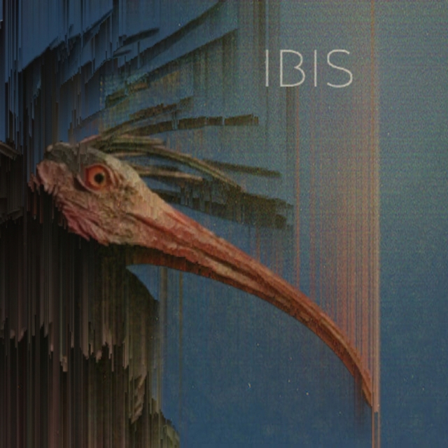 Ibis