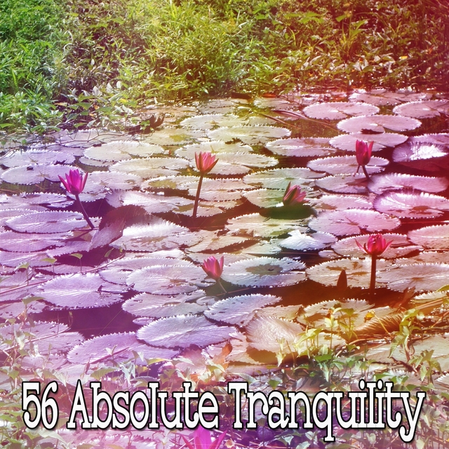 56 Absolute Tranquility