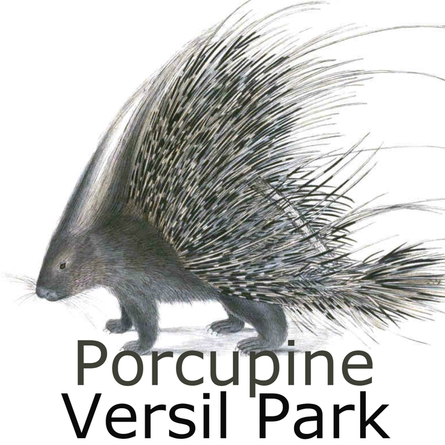 Couverture de Porcupine