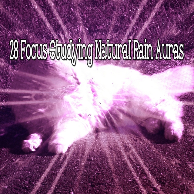 28 Focus Studying Natural Rain Auras