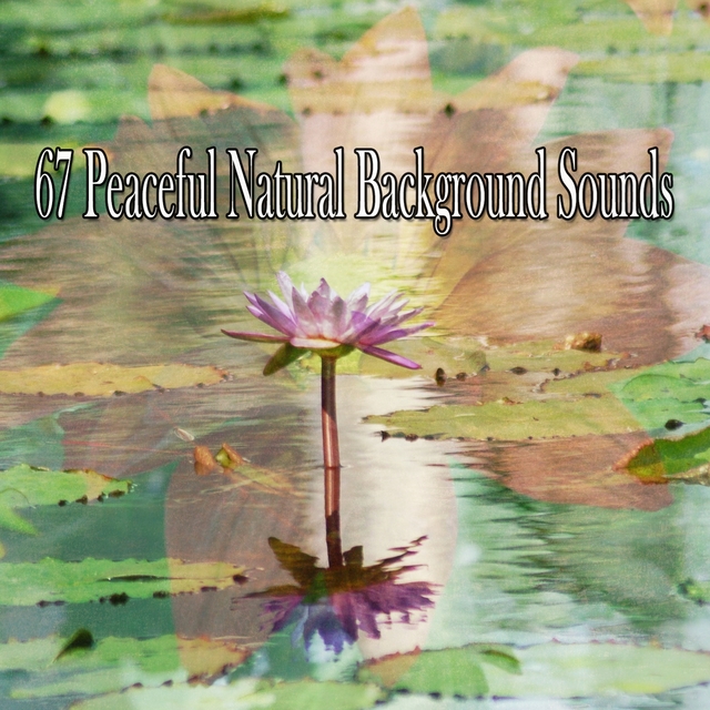 67 Peaceful Natural Background Sounds