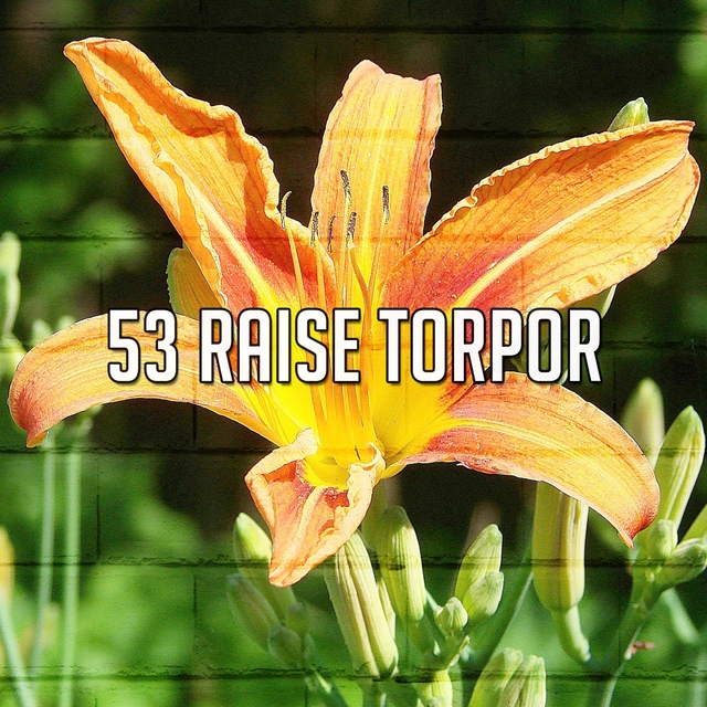 53 Raise Torpor