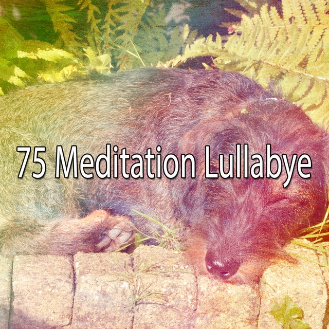 Couverture de 75 Meditation Lullabye