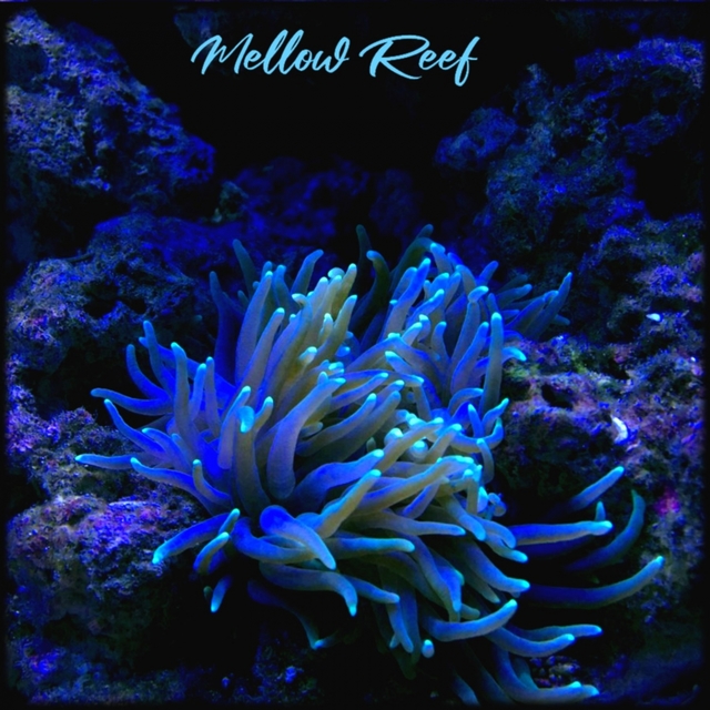 Couverture de Mellow Reef