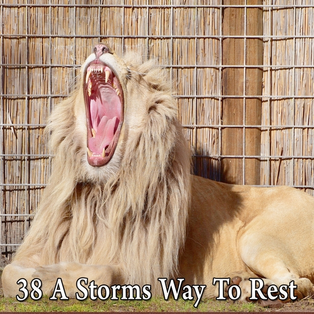 Couverture de 38 A Storms Way to Rest