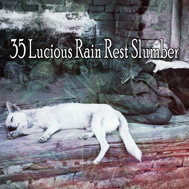 35 Lucious Rain Rest Slumber