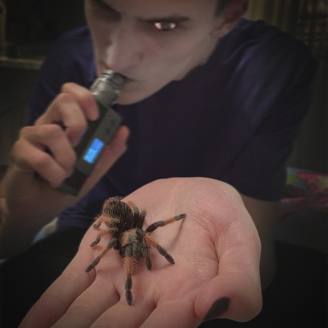 Smoked Spider