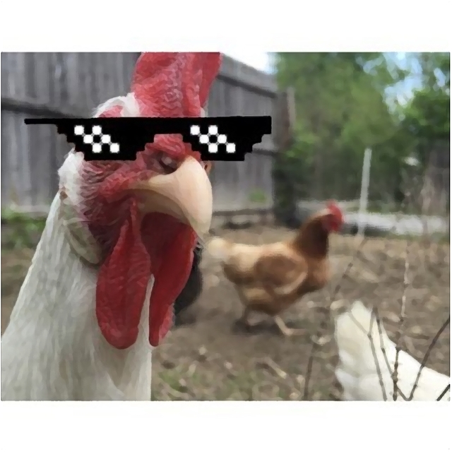 Couverture de La gang del pollo