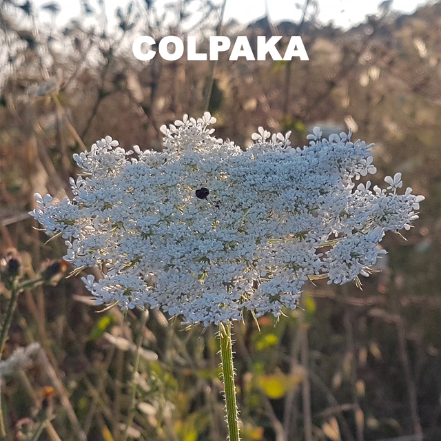 Colpaka