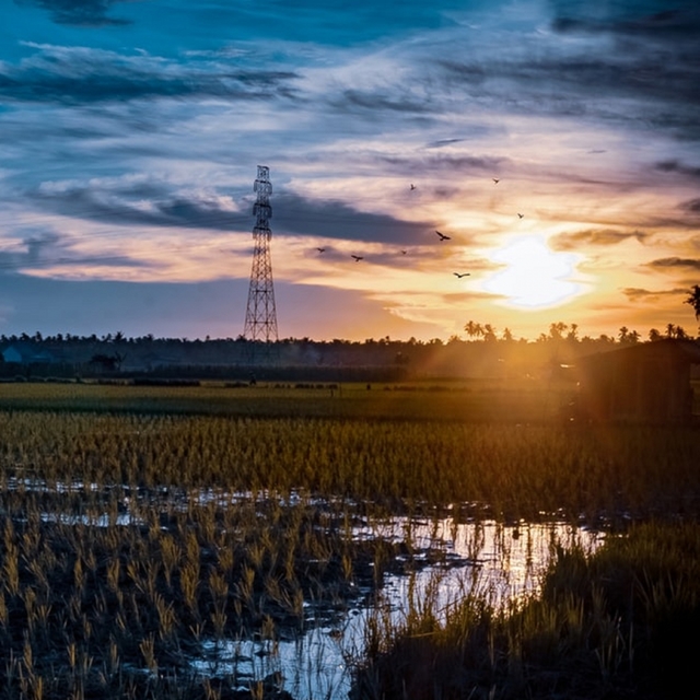 Sky and Golden Rice